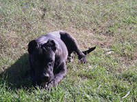 abruzzese mastiff dog
